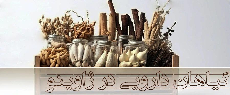 بذر و گیاهان دارویی