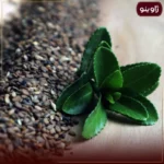 کنجد قهوه ای