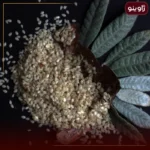 کنجد سفید ایرانی